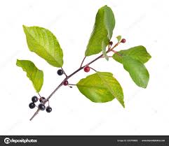 Attēlu rezultāti vaicājumam “Frangula alnus bud”