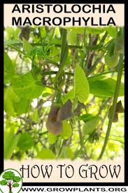 Attēlu rezultāti vaicājumam “Aristolochia durior”
