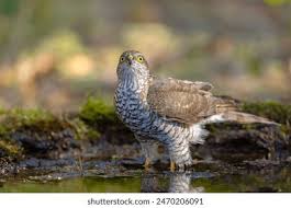 Attēlu rezultāti vaicājumam “Accipiter nisus”