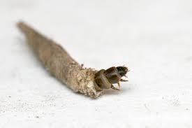 Attēlu rezultāti vaicājumam “Taleporia tubulosa”