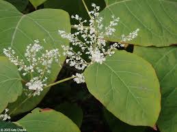 Attēlu rezultāti vaicājumam “Reynoutria japonica flower”