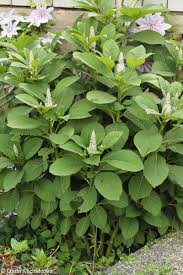 Attēlu rezultāti vaicājumam “Phytolacca acinosa”