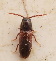 Attēlu rezultāti vaicājumam “Grypocoris sexguttatus imago”