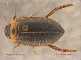 Attēlu rezultāti vaicājumam “Rhantus frontalis”