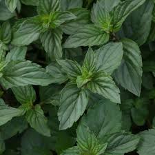 Image result for Menta x piperita