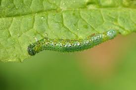 Attēlu rezultāti vaicājumam “Nematus ribesii larva”