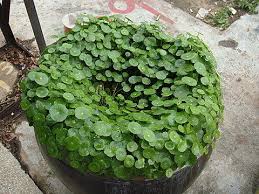 「銅錢草」的圖片搜尋結果