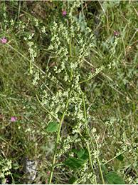 Attēlu rezultāti vaicājumam “Chenopodiaceae”