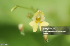 Attēlu rezultāti vaicājumam “Impatiens parviflora flower”