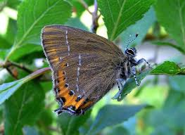 Attēlu rezultāti vaicājumam “Satyrium pruni”