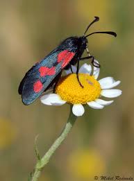 Attēlu rezultāti vaicājumam “Zygaena viciae”