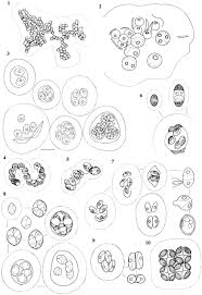 Attēlu rezultāti vaicājumam “Plagiothecium latebricola macro”