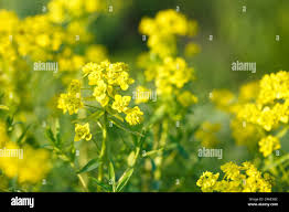 Attēlu rezultāti vaicājumam “Euphorbia virgata leaf”
