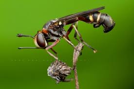 Attēlu rezultāti vaicājumam “Conopidae”