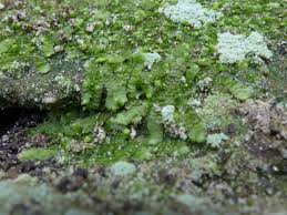 Attēlu rezultāti vaicājumam “Calypogeia neesiana”