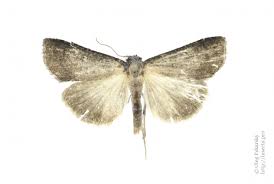 Attēlu rezultāti vaicājumam “Lygephila viciae”