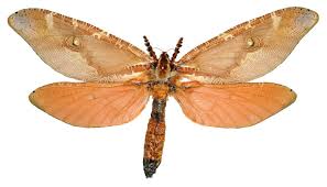 Attēlu rezultāti vaicājumam “Hepialidae”