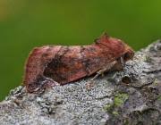 Attēlu rezultāti vaicājumam “Cosmia pyralina”