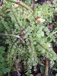 Attēlu rezultāti vaicājumam “Plagiomnium ellipticum”