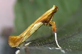 Attēlu rezultāti vaicājumam “Caloptilia hemidactylella”