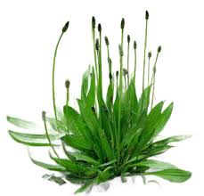 Attēlu rezultāti vaicājumam “Plantago media leaf”