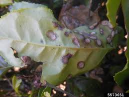 Attēlu rezultāti vaicājumam “Exobasidium cassandrae”
