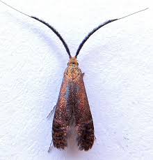 Attēlu rezultāti vaicājumam “Adelidae”