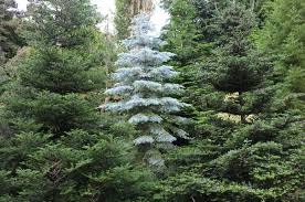 Attēlu rezultāti vaicājumam “Abies”