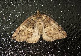 Attēlu rezultāti vaicājumam “Hydriomena impluviata”