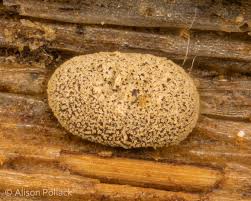 Attēlu rezultāti vaicājumam “Didymium clavus stalked”