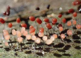 Attēlu rezultāti vaicājumam “Comatricha tenerrima spores”