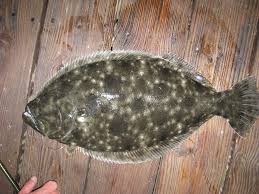 Image result for Paralichthys lethostigma