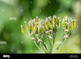 Attēlu rezultāti vaicājumam “Anthriscus sylvestris fruit”