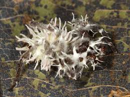 Attēlu rezultāti vaicājumam “Torrubiella arachnophila”