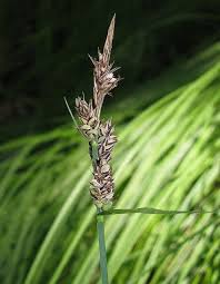 Attēlu rezultāti vaicājumam “Carex appropinquata fruit”