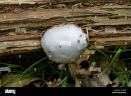 Attēlu rezultāti vaicājumam “Reticularia lycoperdon young”