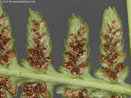 Attēlu rezultāti vaicājumam “Athyrium filix-femina”