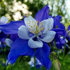 Image result for Aquilegia
