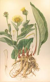 Image result for Inula helenium