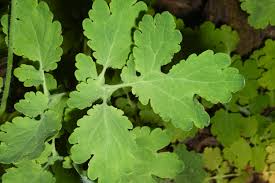 Attēlu rezultāti vaicājumam “Chelidonium majus”