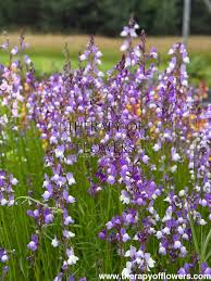 Attēlu rezultāti vaicājumam “Linaria loeselii flower”
