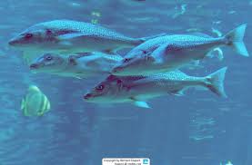 Image result for Pomadasys commersonnii