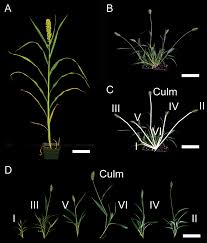 Attēlu rezultāti vaicājumam “Setaria viridis fruit”