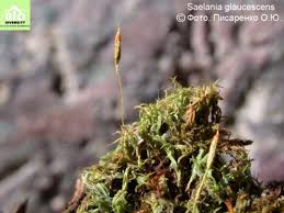 Attēlu rezultāti vaicājumam “Saelania glaucescens”