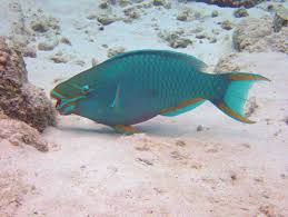 Image result for Sparisoma viride