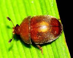 Attēlu rezultāti vaicājumam “Cychramus luteus”