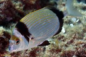 Image result for Diplodus vulgaris