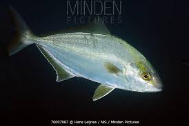 Image result for Seriola rivoliana