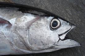 Image result for Thunnus obesus