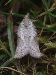 Attēlu rezultāti vaicājumam “Nycteola sp.”